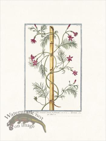 Bonelli 085 star glory